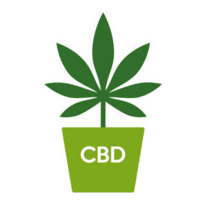 CBD Frø