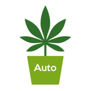 Autoflower Frø